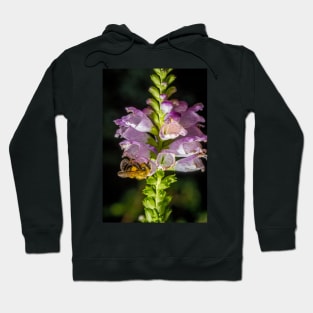 Bee On Obedient Plant 2 Hoodie